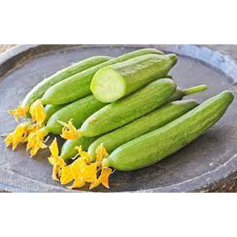 WILD CUCUMBER 1 KGS
