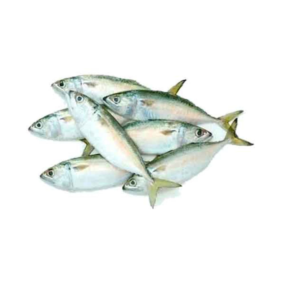FRESH MACKEREL FISH BIG - 1KG PKT