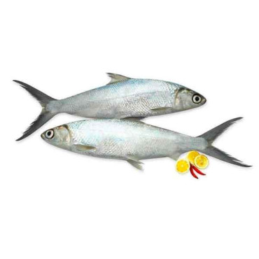 FRESH MILK FISH BIG - 1KG PKT