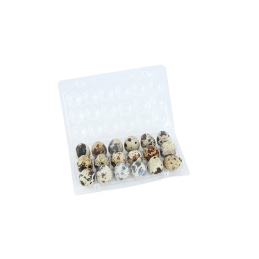 WARA QUAIL EGG 18S